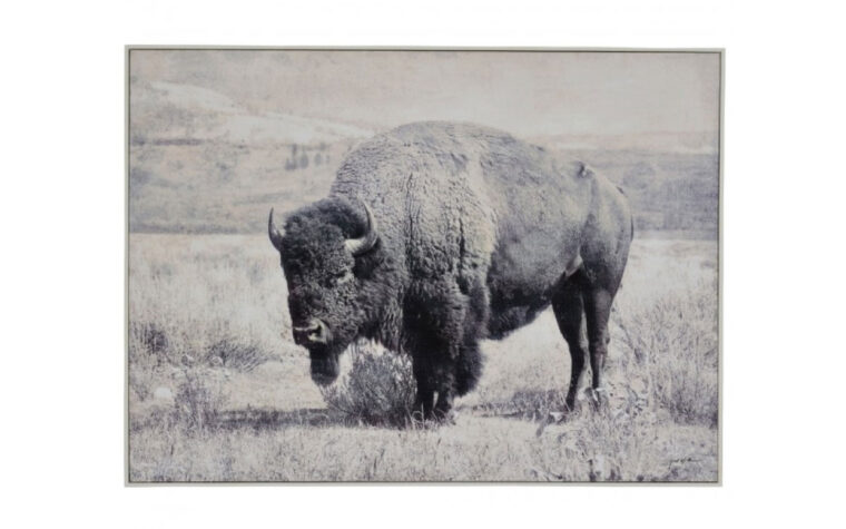 north range is a black and white image of a buffalo in a field that works well in a modern and industrial themed room