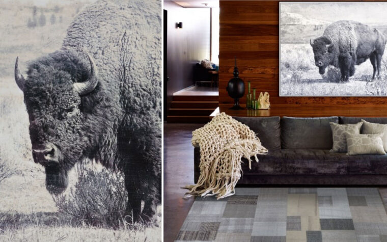 north range is a black and white image of a buffalo in a field that works well in a modern and industrial themed room