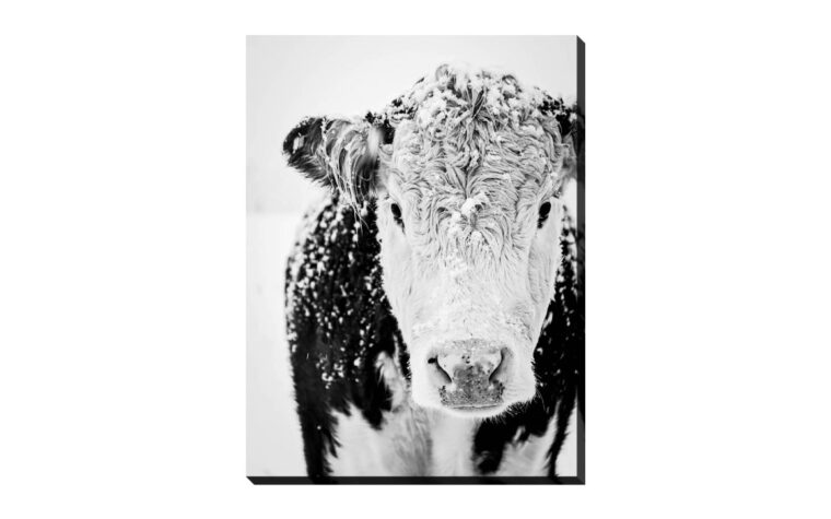 snowy cow is a canvas print in black and white of a cow with snow on its face