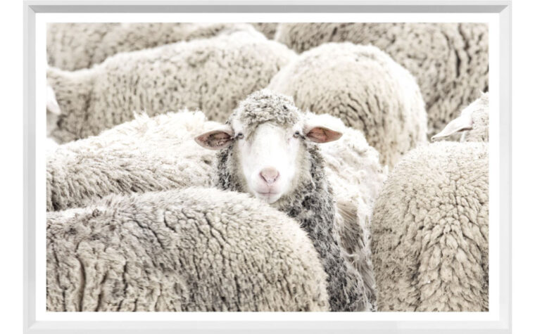 Portrait of a flock of sheep with one looking at you on a canvas