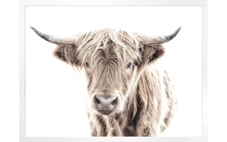 Highland Cow - Modern Farmhouse Wall Art - Chervin Furniture & Design